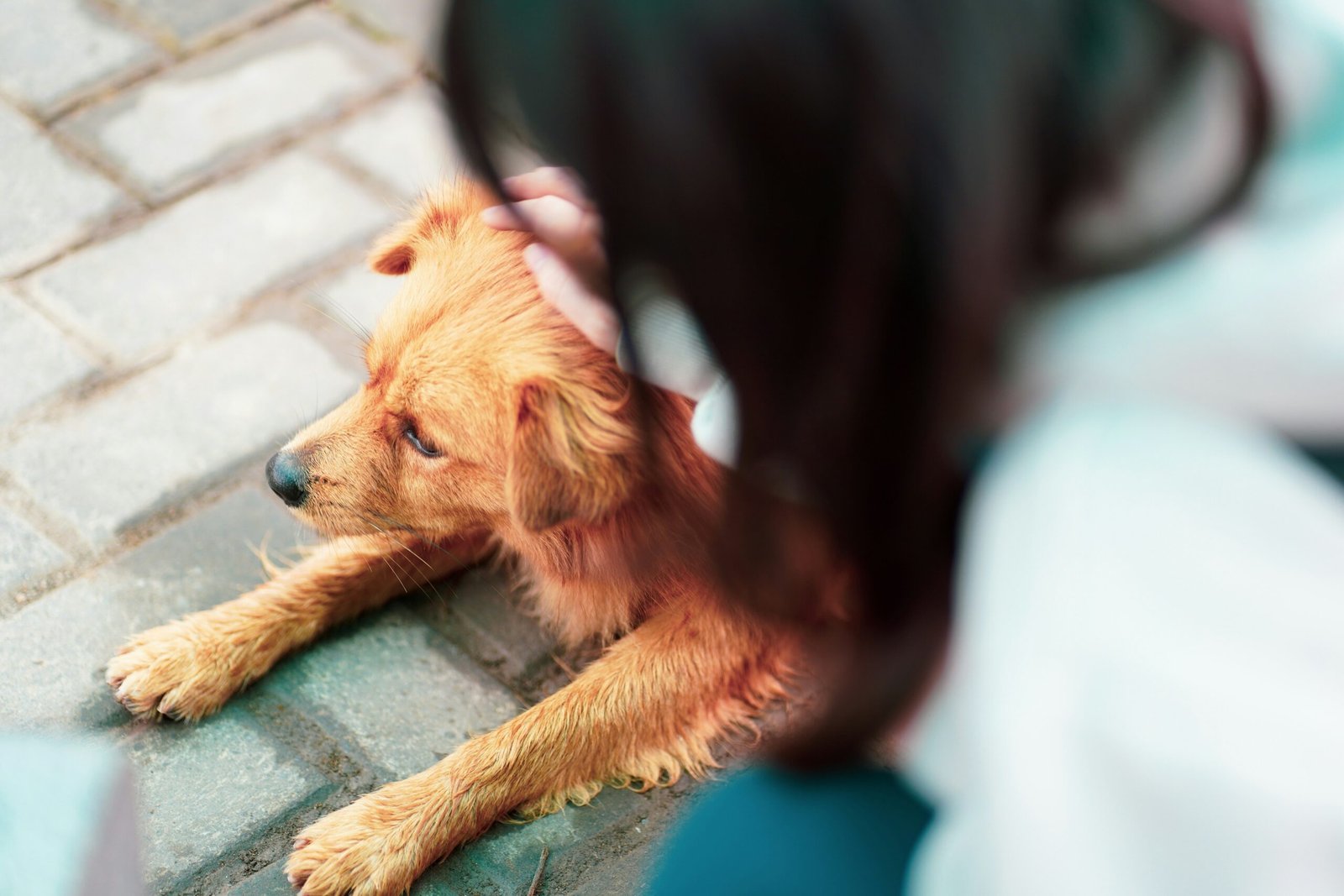 Pequenos sinais que podem indicar desconforto no seu pet