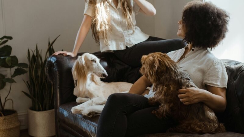 Como os cães conseguem perceber nossas emoções?