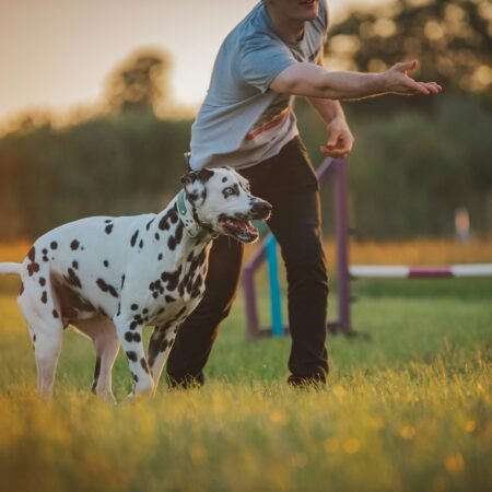 Brincar também é cuidar: como fortalecer o vínculo com seu pet