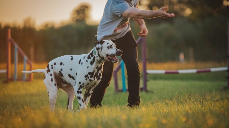 Brincar também é cuidar: como fortalecer o vínculo com seu pet