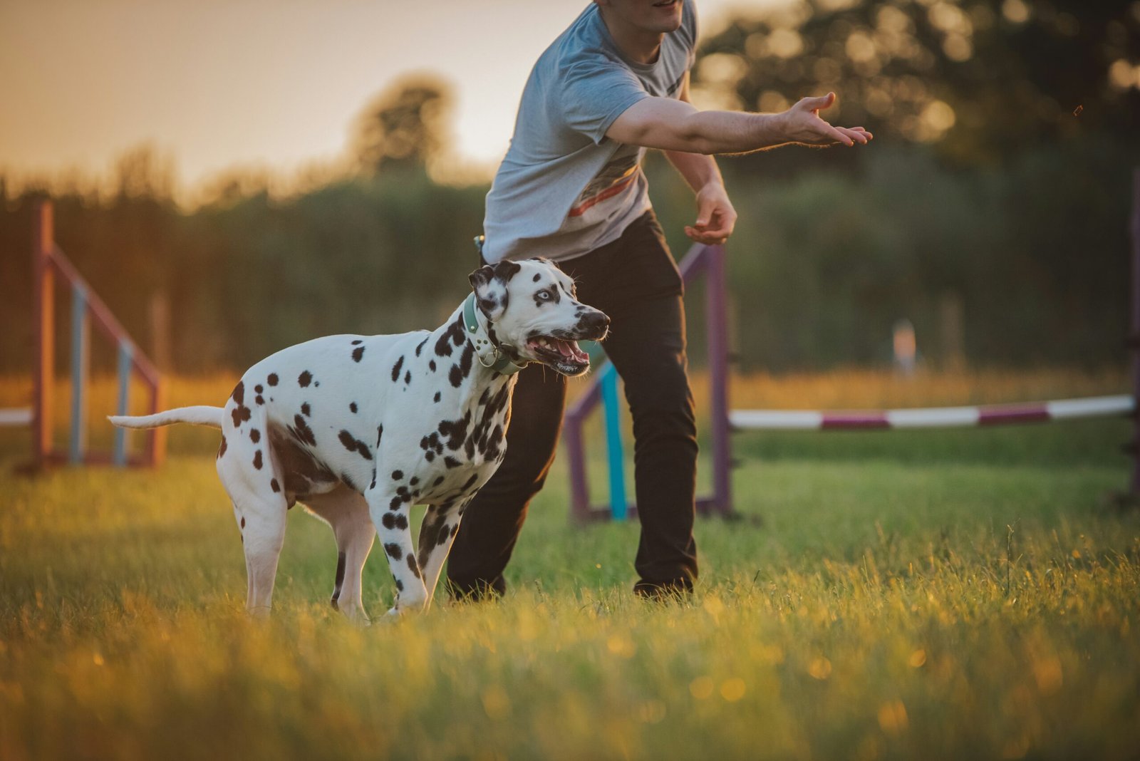 Brincar também é cuidar: como fortalecer o vínculo com seu pet