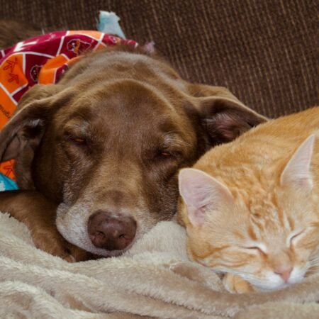 Pequenas mudanças que tornam a casa mais segura para cães e gatos