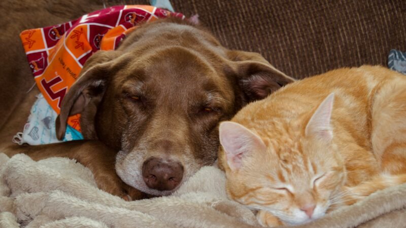 Pequenas mudanças que tornam a casa mais segura para cães e gatos