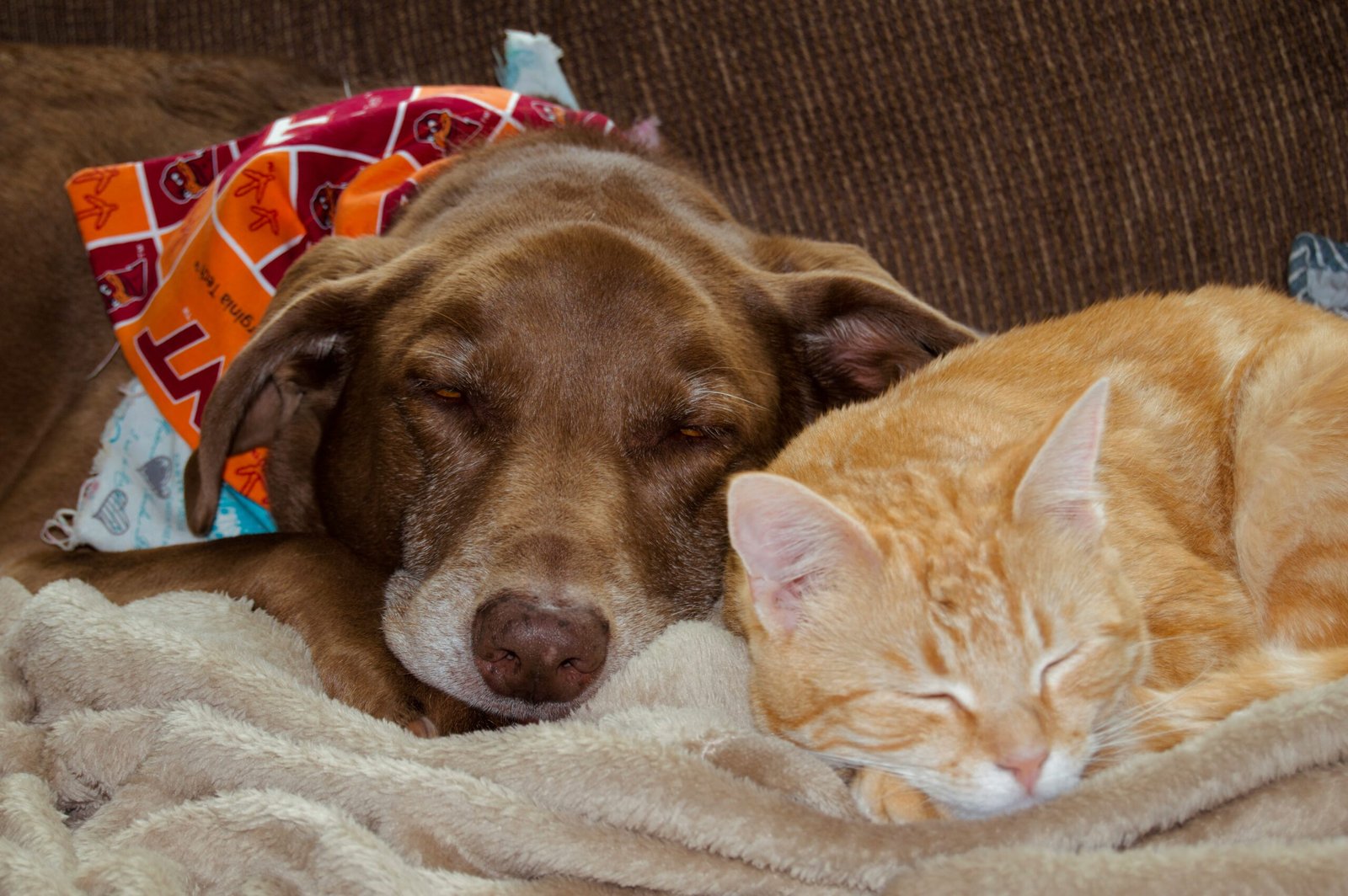 Pequenas mudanças que tornam a casa mais segura para cães e gatos