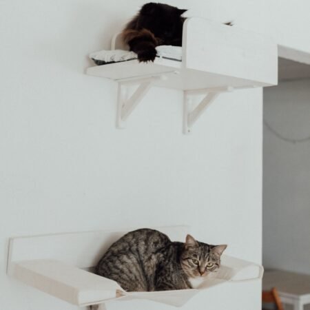 Como enriquecer o ambiente para gatos que vivem dentro de casa