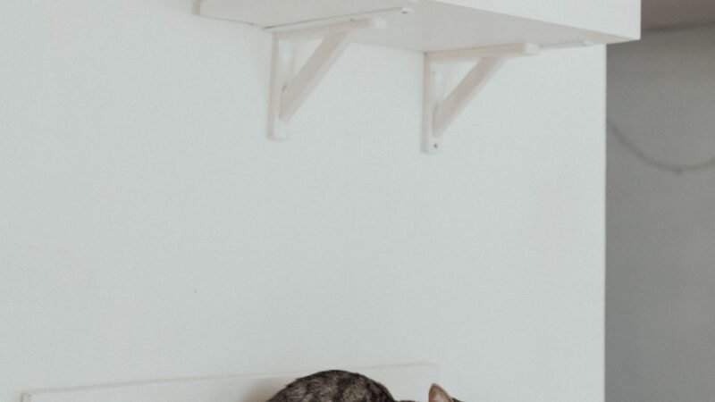 Como enriquecer o ambiente para gatos que vivem dentro de casa