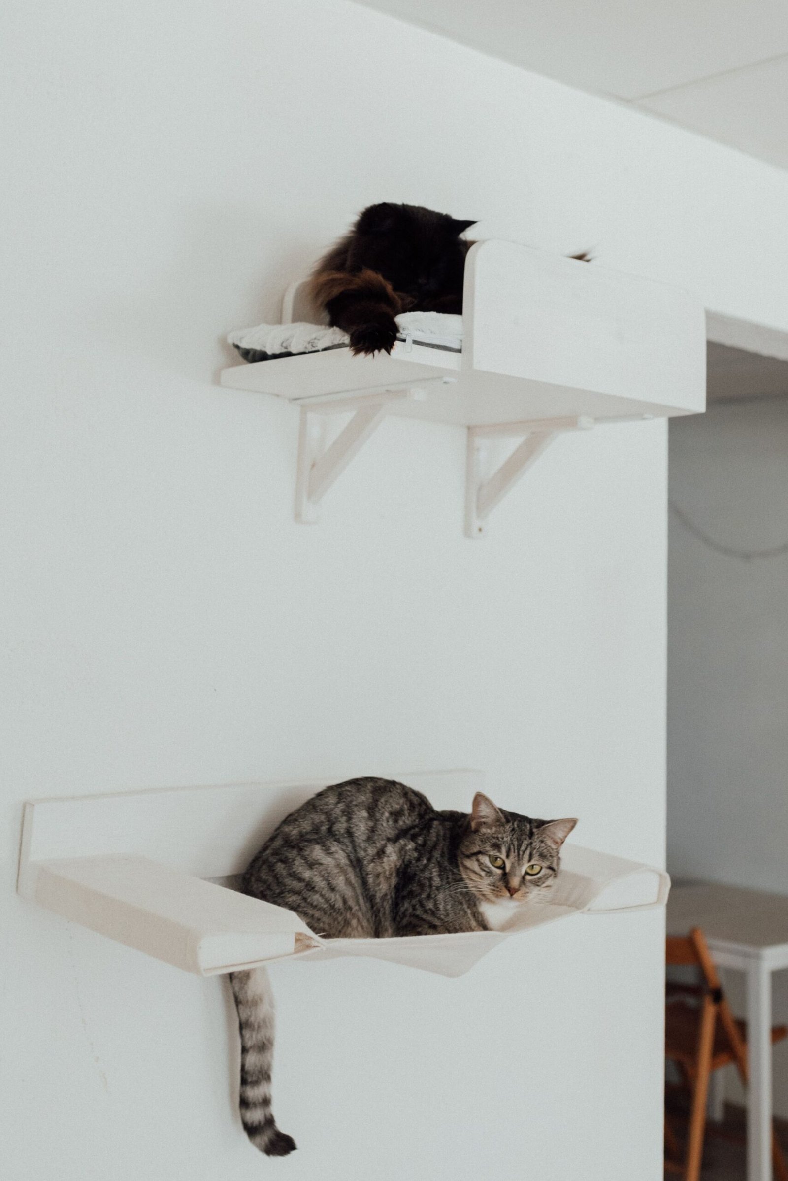 Como enriquecer o ambiente para gatos que vivem dentro de casa