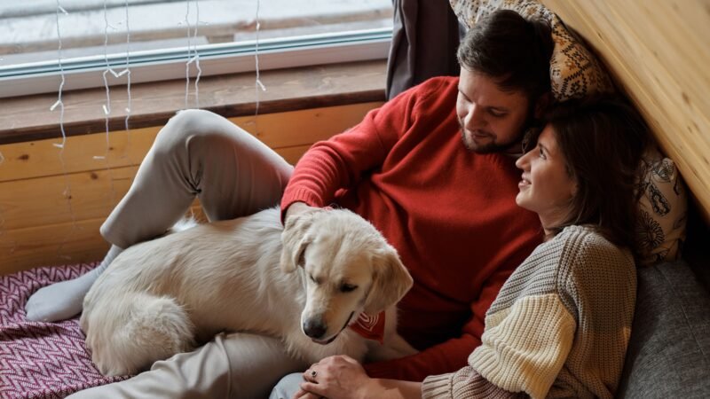 Como saber se o seu cachorro realmente se sente seguro dentro de casa?