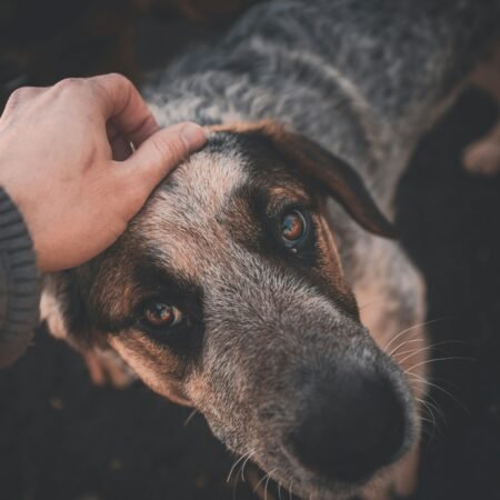 Como os cães reconhecem as emoções humanas muito além da voz
