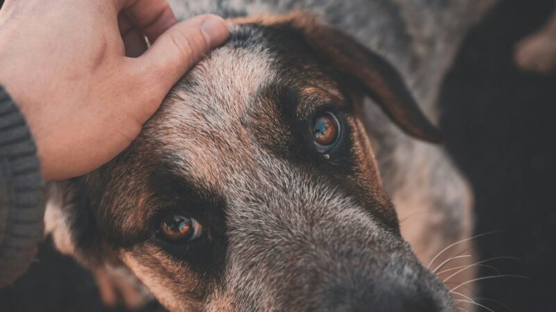 Como os cães reconhecem as emoções humanas muito além da voz