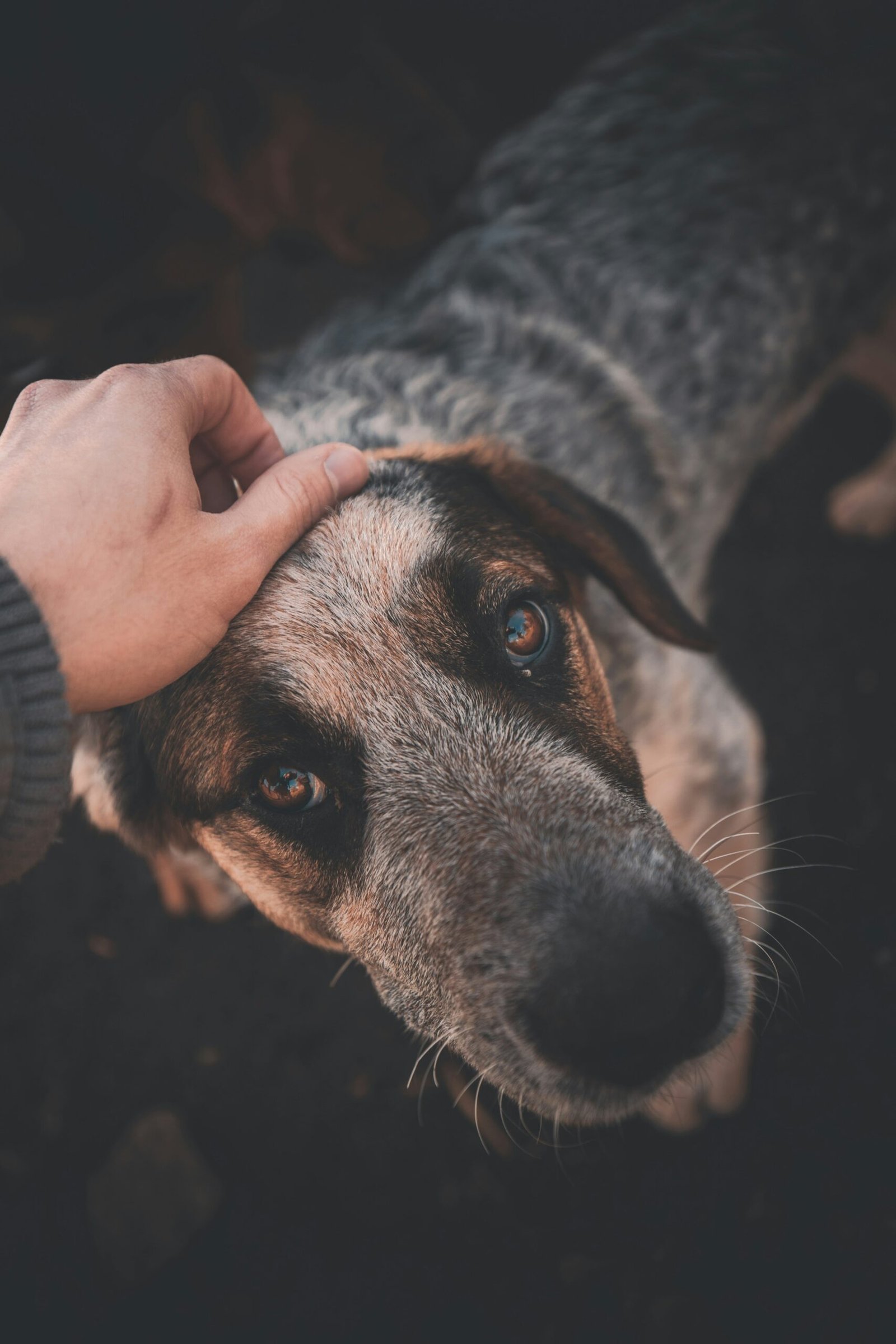 Como os cães reconhecem as emoções humanas muito além da voz