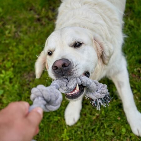 Como criar uma rotina de brincadeiras que estimule corpo e mente do seu pet