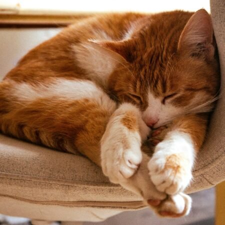 Como identificar quando seu pet está realmente relaxado e confortável