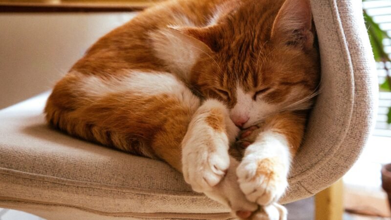 Como identificar quando seu pet está realmente relaxado e confortável