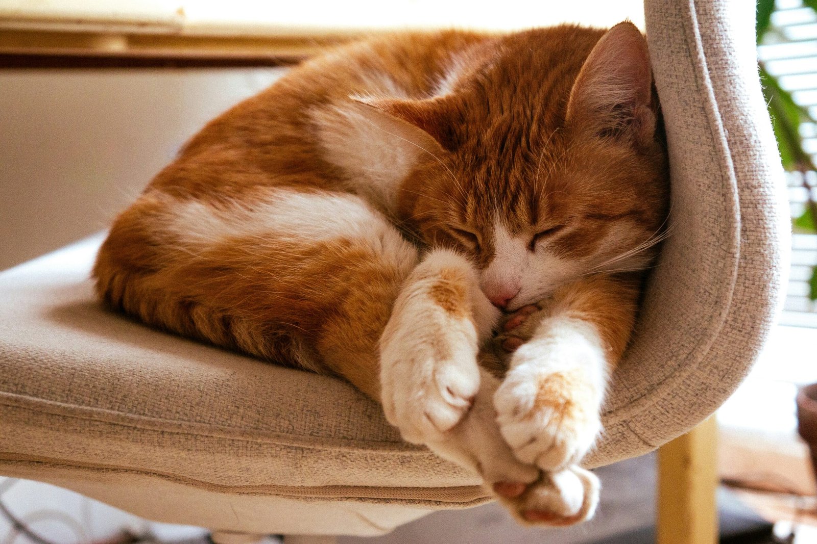 Como identificar quando seu pet está realmente relaxado e confortável