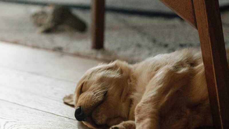 Como preparar a casa para receber um filhote com segurança