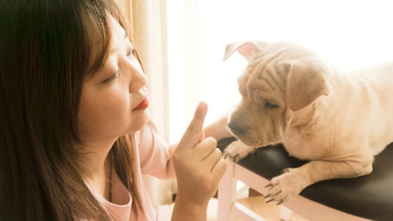Mudanças de comportamento nos pets: quando vale observar com mais atenção?