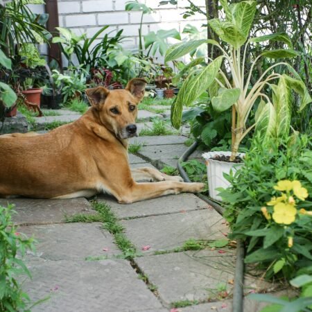 Como as mudanças de estação podem influenciar a rotina dos pets
