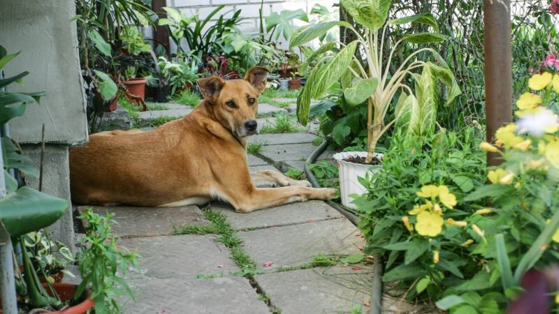 Como as mudanças de estação podem influenciar a rotina dos pets