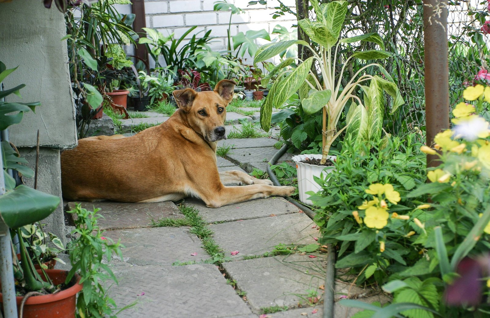 Como as mudanças de estação podem influenciar a rotina dos pets