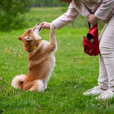 Como ensinar novos comandos respeitando o tempo de aprendizado do seu pet
