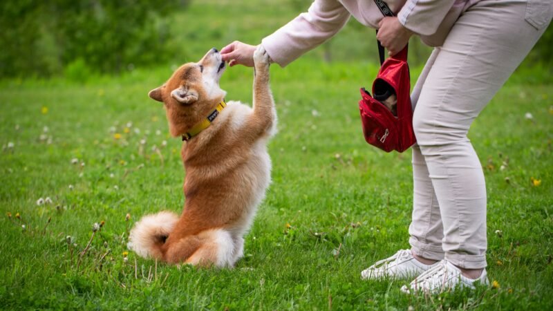 Como ensinar novos comandos respeitando o tempo de aprendizado do seu pet