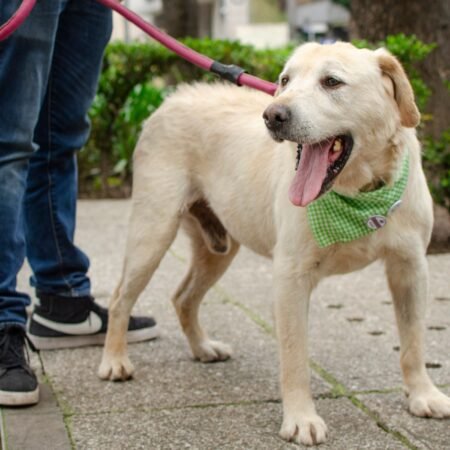Por que variar os passeios faz tão bem para os cães?