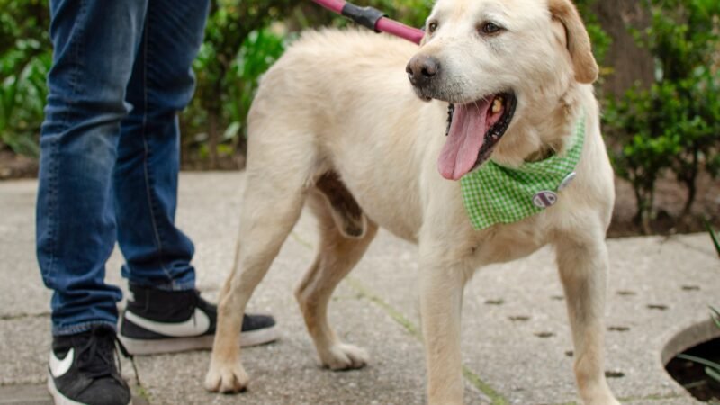 Por que variar os passeios faz tão bem para os cães?
