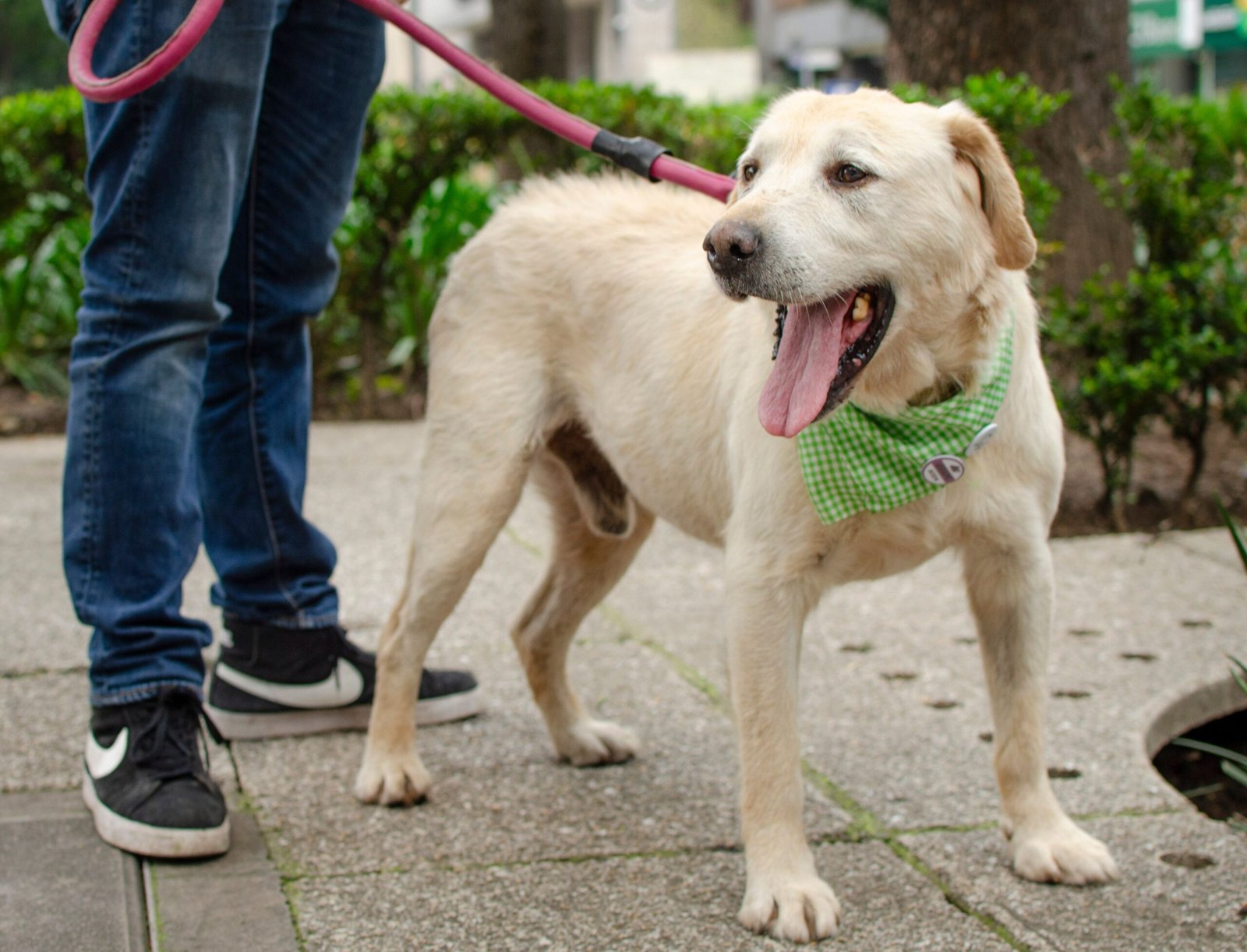 Por que variar os passeios faz tão bem para os cães?