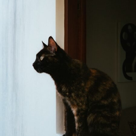 Por que os gatos gostam tanto de observar o ambiente do alto?