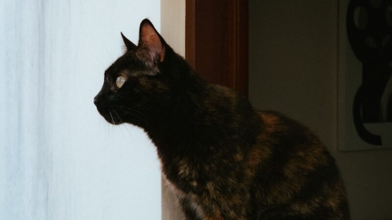 Por que os gatos gostam tanto de observar o ambiente do alto?