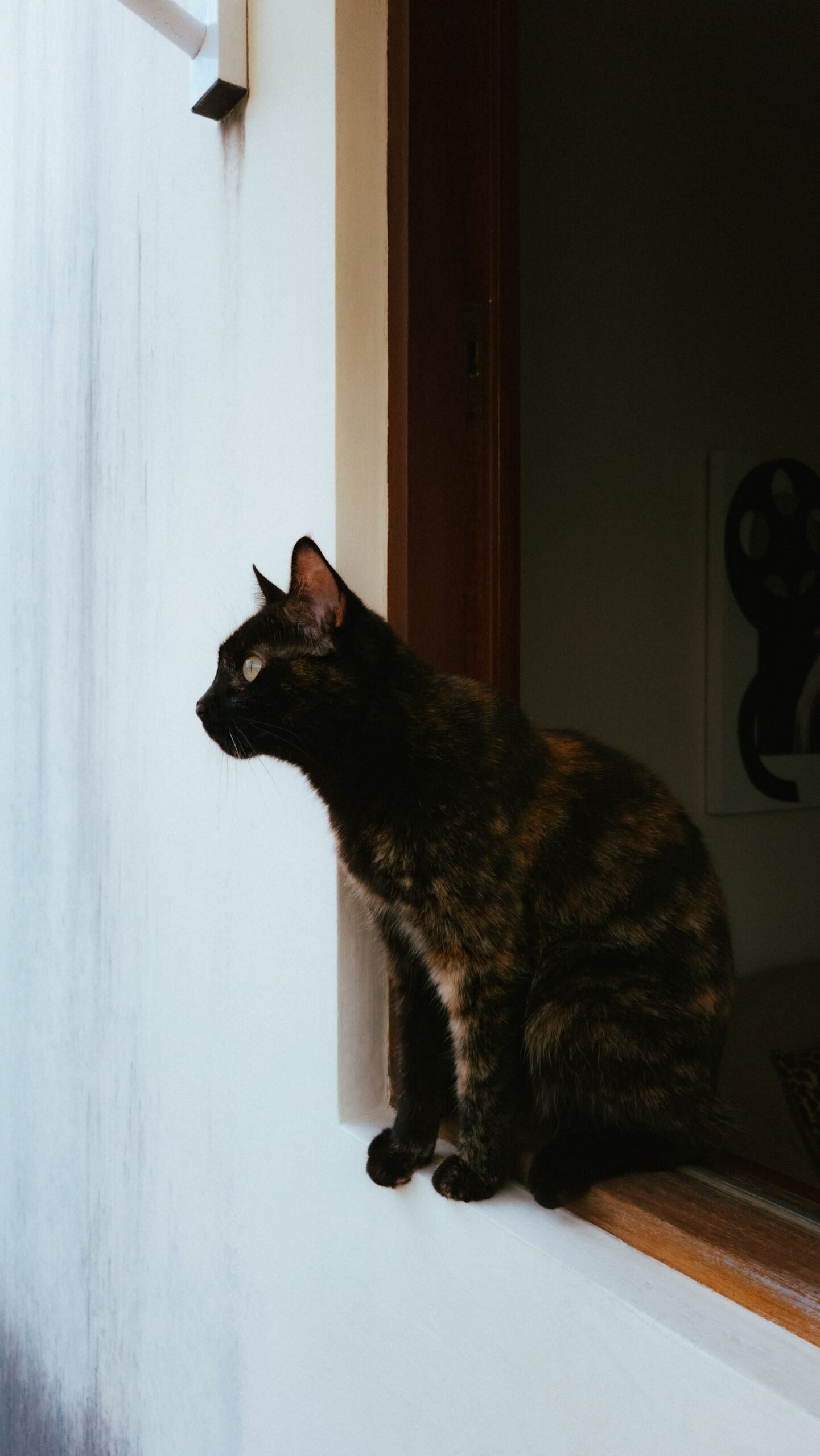 Por que os gatos gostam tanto de observar o ambiente do alto?