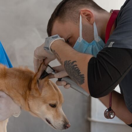 Por que consultas preventivas são importantes mesmo quando o pet parece saudável?