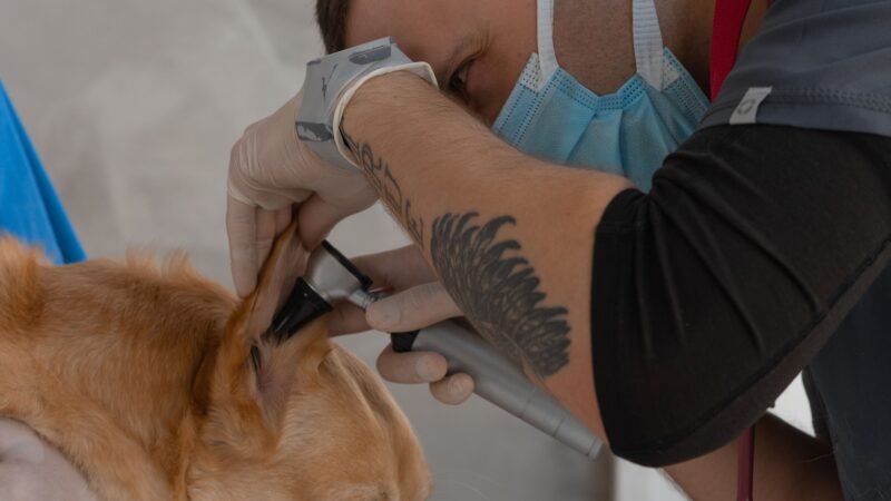 Por que consultas preventivas são importantes mesmo quando o pet parece saudável?