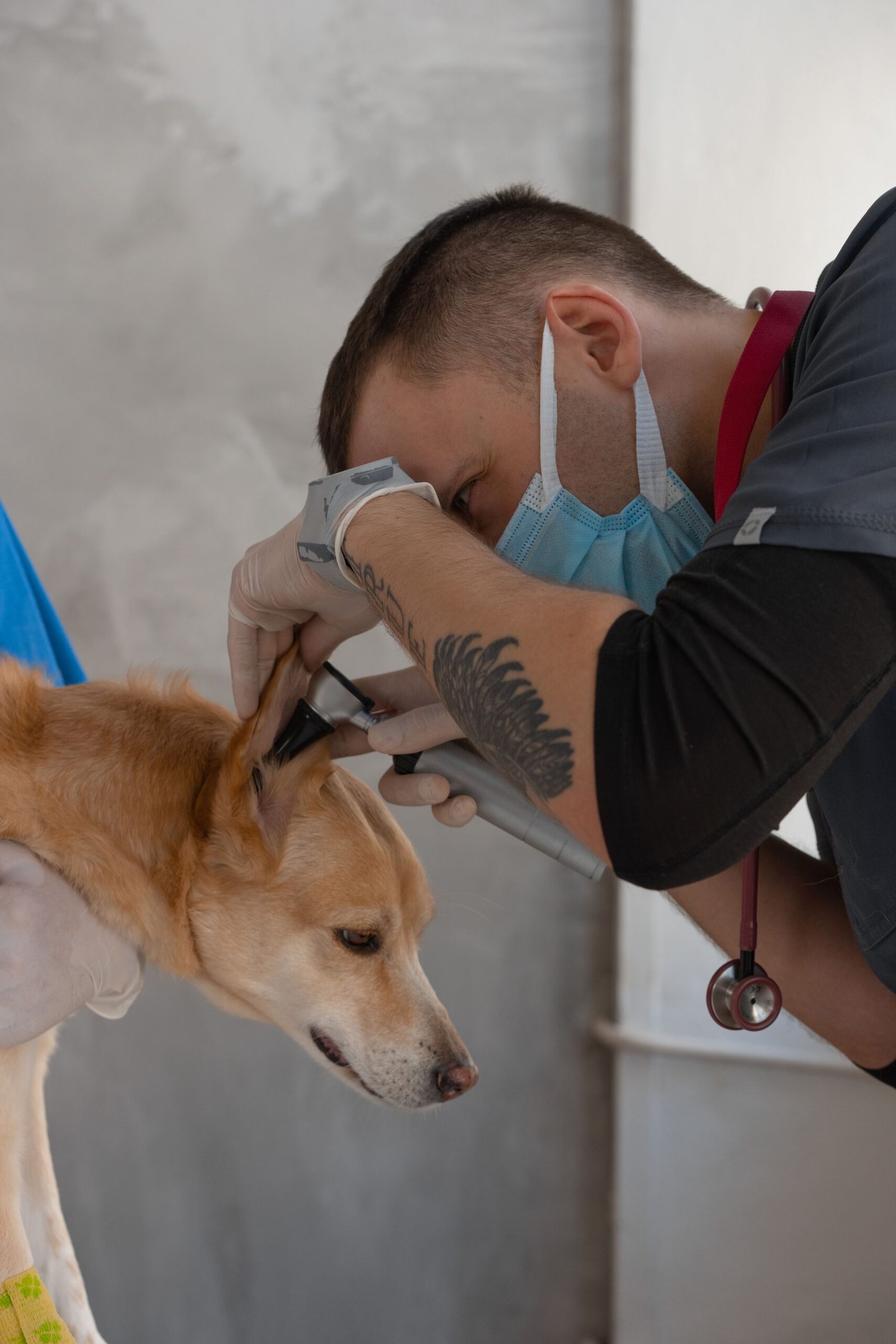 Por que consultas preventivas são importantes mesmo quando o pet parece saudável?