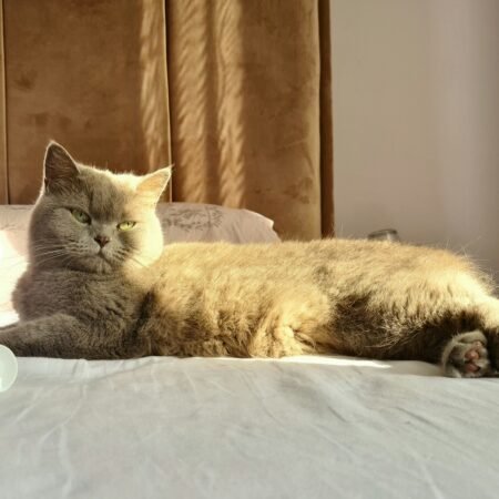 Descanso também faz parte da saúde física e emocional dos pets