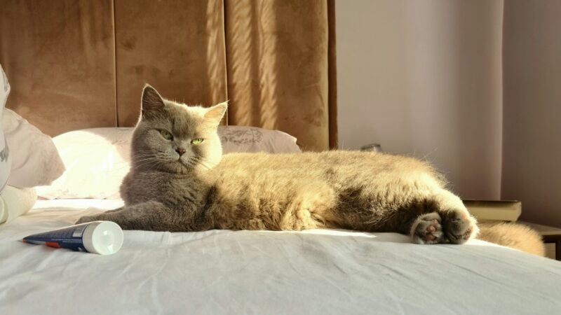 Descanso também faz parte da saúde física e emocional dos pets