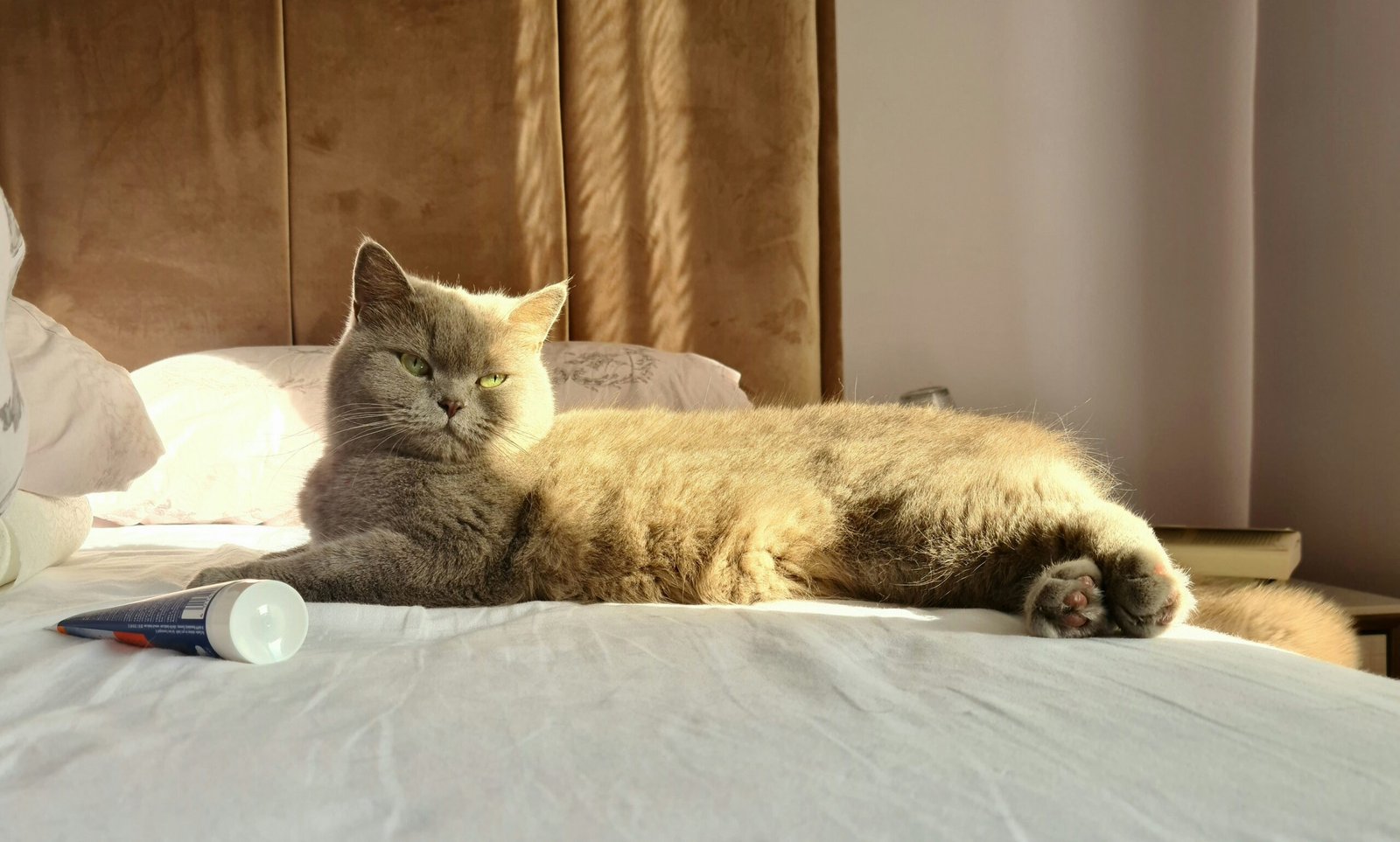 Descanso também faz parte da saúde física e emocional dos pets