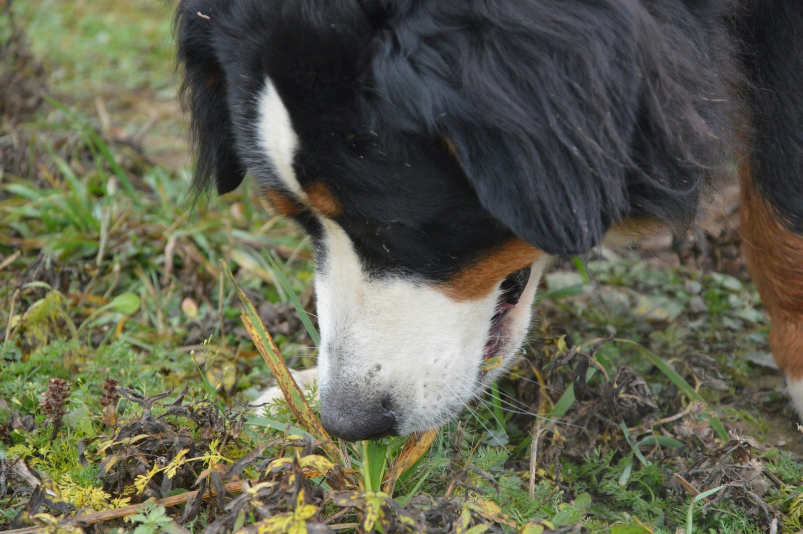 O olfato dos cães: curiosidades que ajudam a entender esse superpoder
