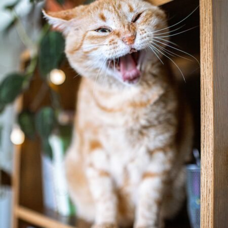 Como enriquecer o ambiente de gatos que vivem exclusivamente dentro de casa