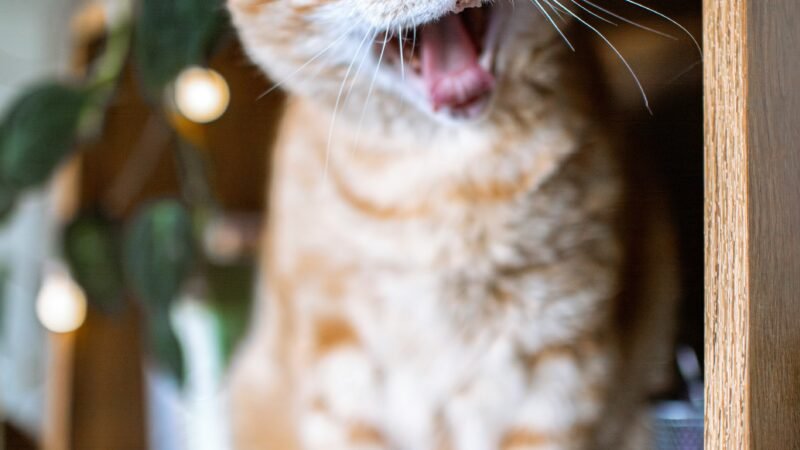 Como enriquecer o ambiente de gatos que vivem exclusivamente dentro de casa