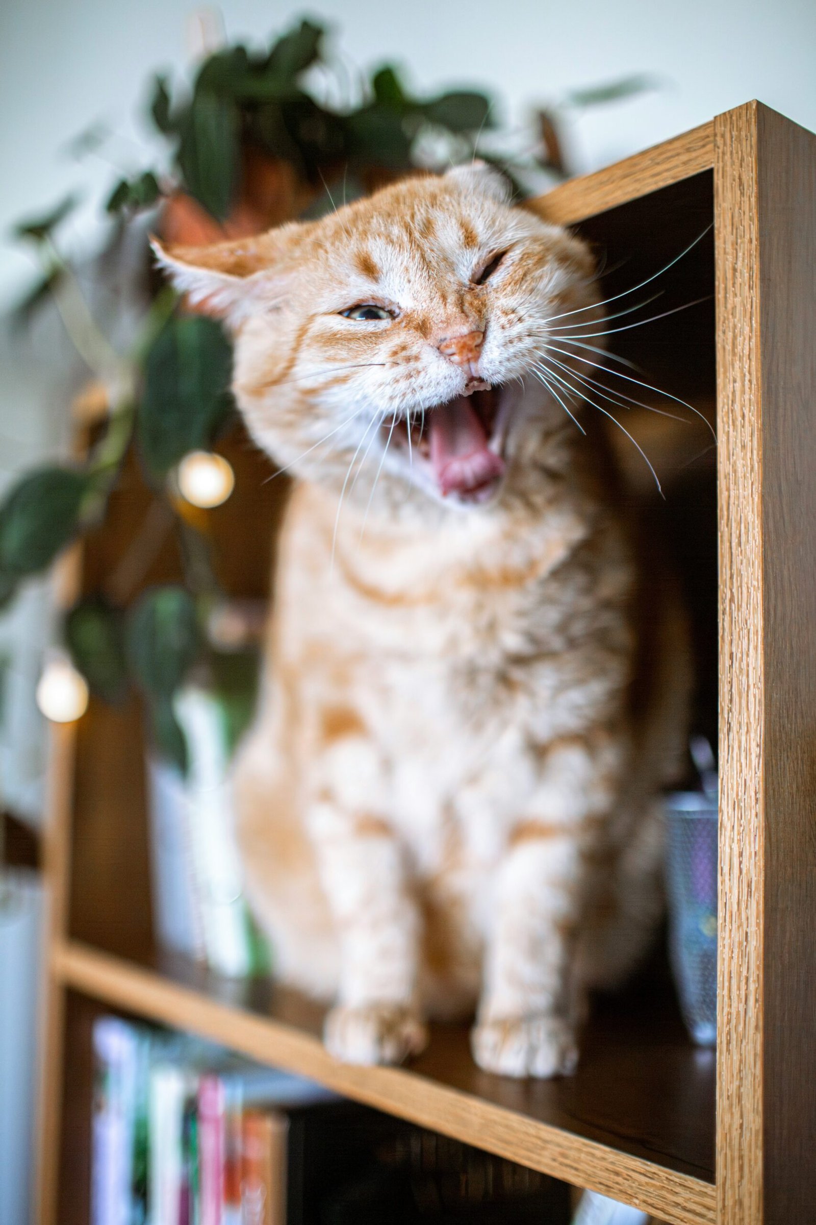 Como enriquecer o ambiente de gatos que vivem exclusivamente dentro de casa